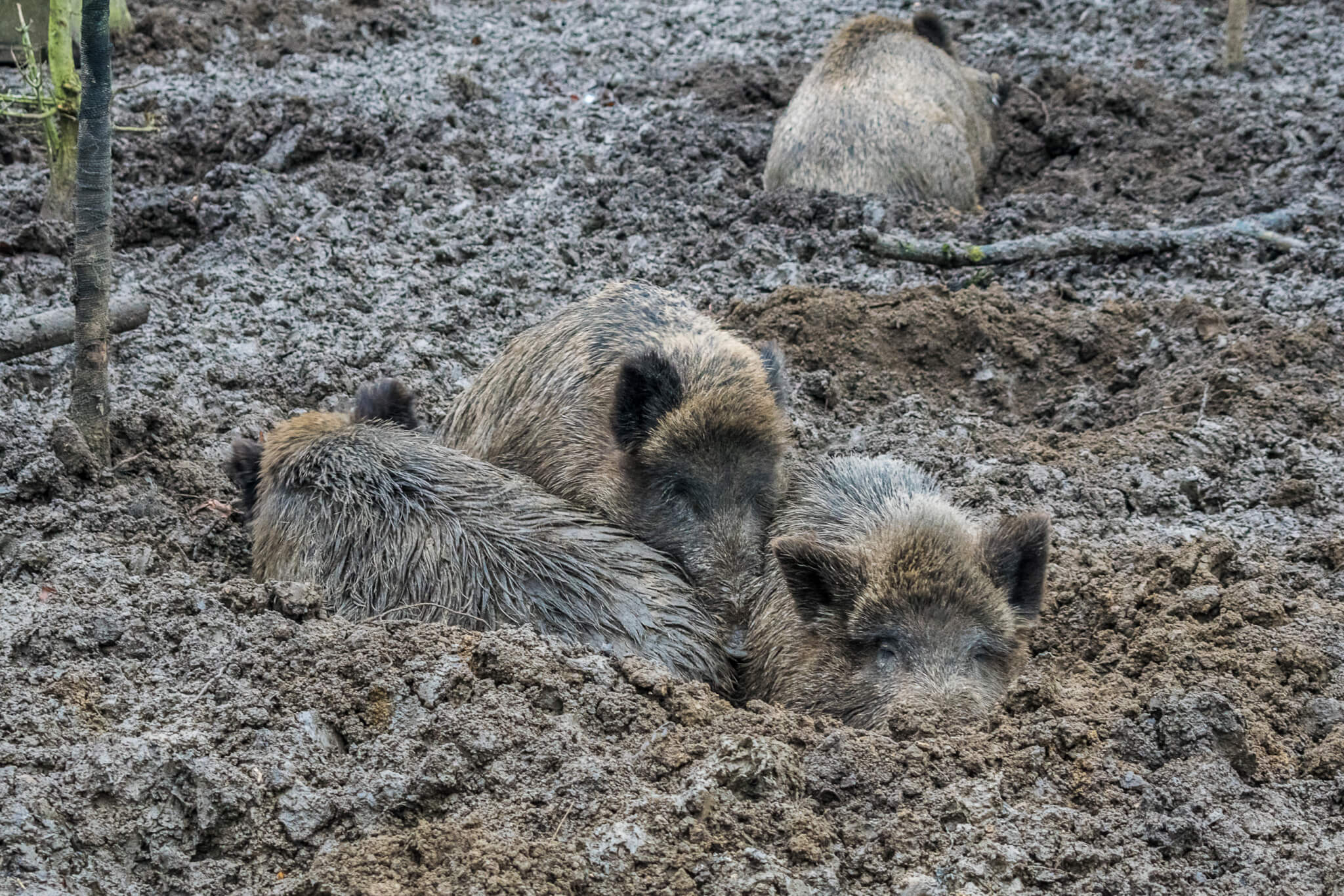 Wildschwein kuscheln - Wildschwein, Wisentgehege, Animal, Tiere
